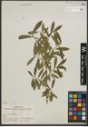 Foto von Salix purpurea L.